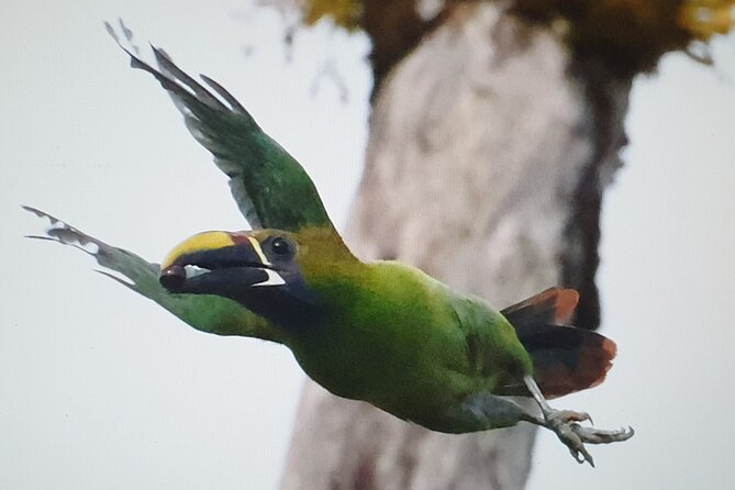 Bird Watching Tour in Monteverde - Good To Know