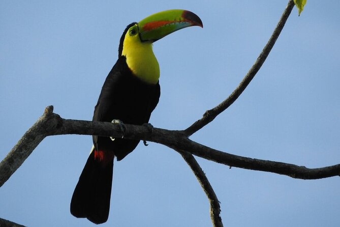 Bird Watching Tour in Monteverde - Diverse Bird Species