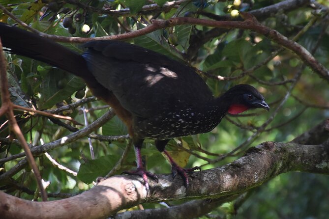 Bird Watching Tour in Monteverde - Booking and Tour Policies