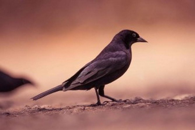 Bird Watching Tour in St Lucia - Logistics Information