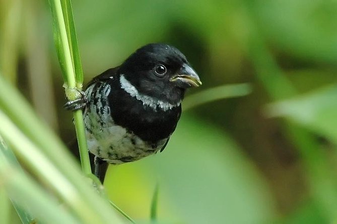 Bird-watching Tour - Manuel Antonio - Booking Details