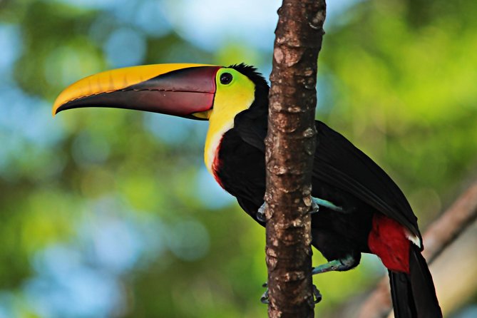 Bird-watching Tour - Manuel Antonio - Tour Information