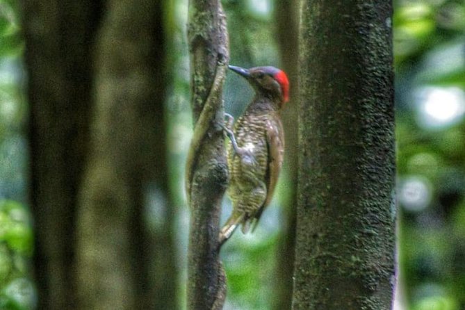 Bird Watching Tours - Reserve Now & Pay Later