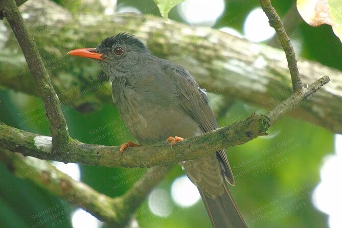 Bird Watching Tours in Sinharaja Rain Forest - Bird Species in Sinharaja Rain Forest