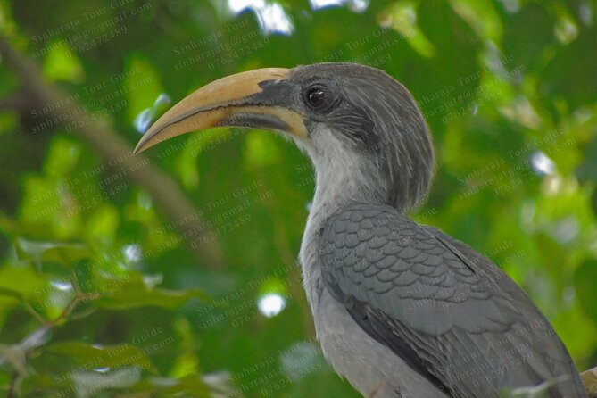 Bird Watching Tours in Sinharaja Rain Forest - Best Time for Bird Watching