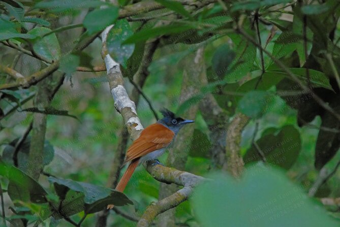 Bird Watching Tours in Sinharaja Rain Forest - Tour Duration and Itinerary