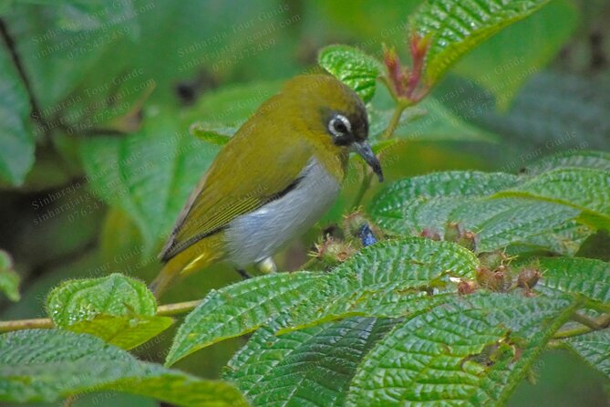 Bird Watching Tours in Sinharaja Rain Forest - Tips for Bird Photography in the Rainforest