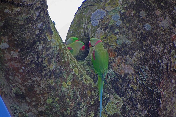 Bird Watching Tours in Sinharaja Rain Forest - Conservation Efforts in Sinharaja Rain Forest
