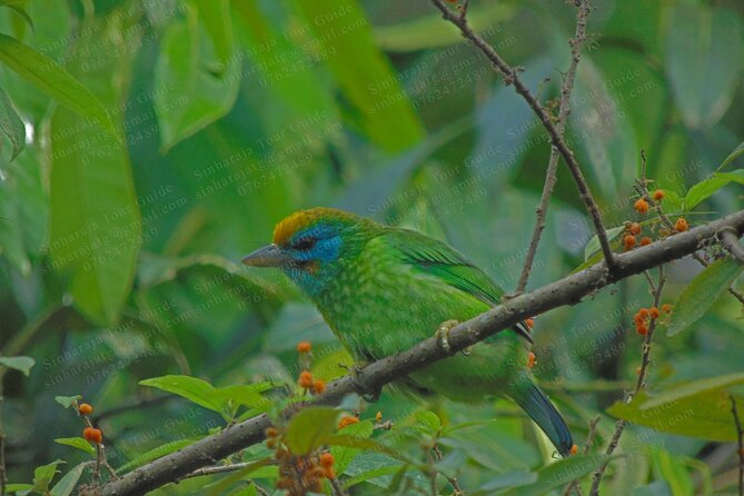 Bird Watching Tours in Sinharaja Rain Forest - Common Questions