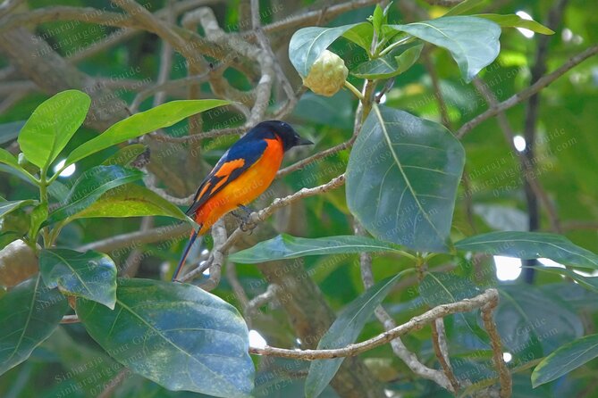 Bird Watching Tours in Sinharaja Rain Forest - The Sum Up