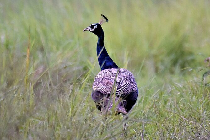 Bird Watching with Cannoning Tour in Chitwan National Park - An In-Depth Look at the Chitwan Bird Watching & Canoeing Experience