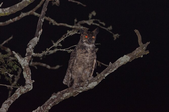 Birding and Nature Chaco Tour - Tour Highlights
