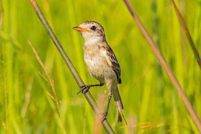 Birding and Nature Chaco Tour - Bird Species in Chacoí