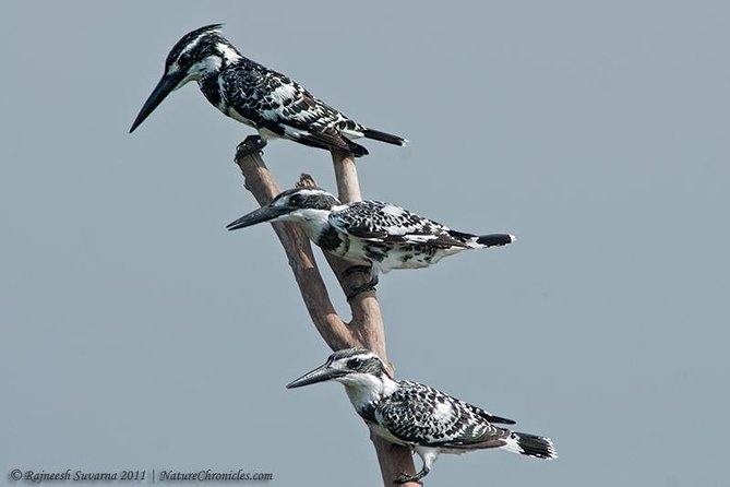 Birding & Bird Photography Tour in Bangalore - Pickup Information