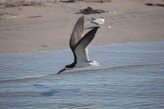Birding By Boat on the Osprey - What to Expect