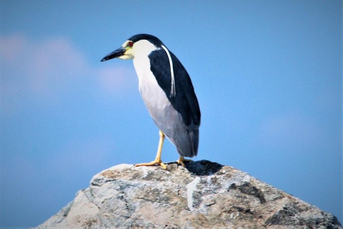 Birding By Boat on the Osprey - Directions