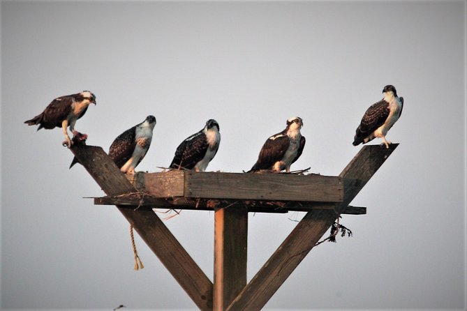Birding By Boat on the Osprey - Common Questions