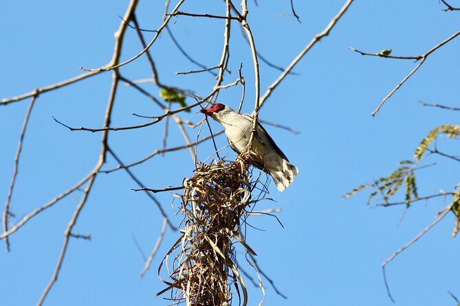 Birding for beginners - An In-Depth Review of the Birding for Beginners Tour