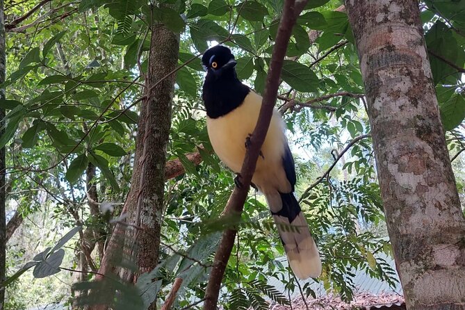 Birding Iguazu Explorer Private Tour - Inclusions