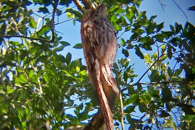 Birding Iguazu Explorer Private Tour - Meeting and Pickup