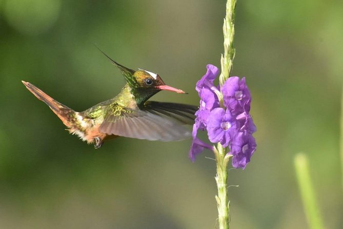 Birding in the Rainforest - Reasons to Choose Birding in Rainforest
