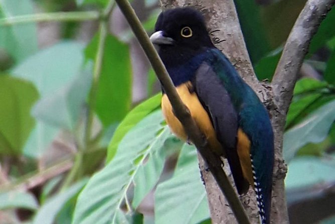 Birding in the Rainforest - What to Expect on the Tour