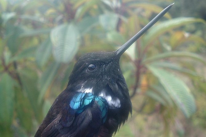 Birding & Nature to Chicaque Cloud Forest Nature Reserve - Tour Inclusions