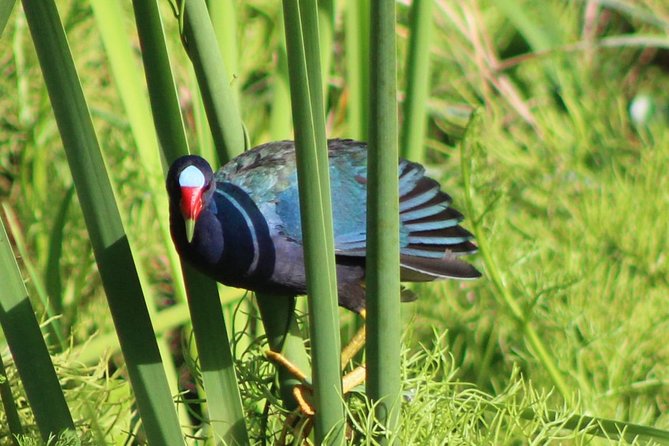 Birding Pipeline Road From Panama City and Gamboa Town - Tour Pricing and Booking Information