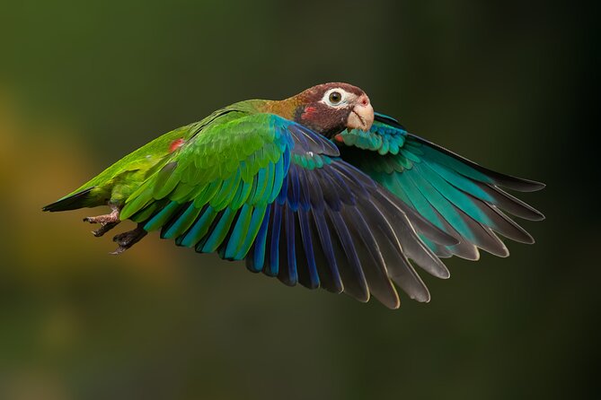 Birding the Monteverde Cloud Forest - Tips for Birdwatching Success