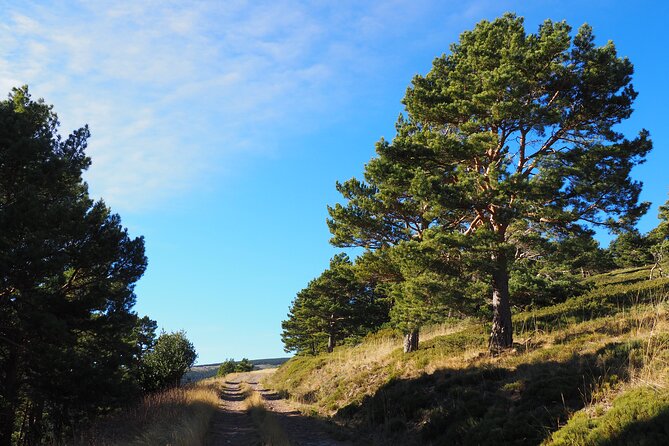 Birding Through the Ebro Valley - Pricing and Reservation