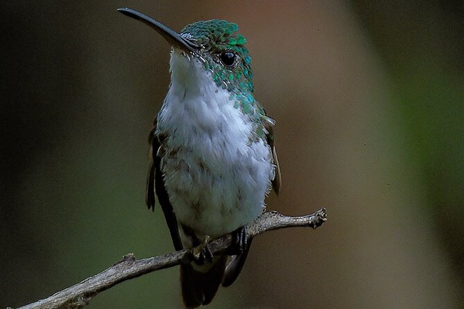 Birding Tour: Explore Mindo Cloud Forest Haven - Tour Overview