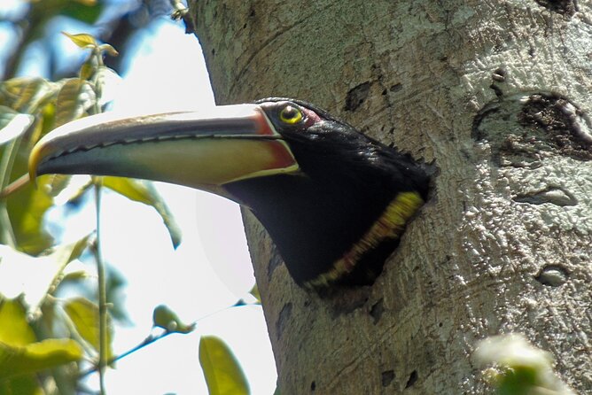 Birding Tour: Explore Mindo Cloud Forest Haven - Highlights of Mindo Cloud Forest