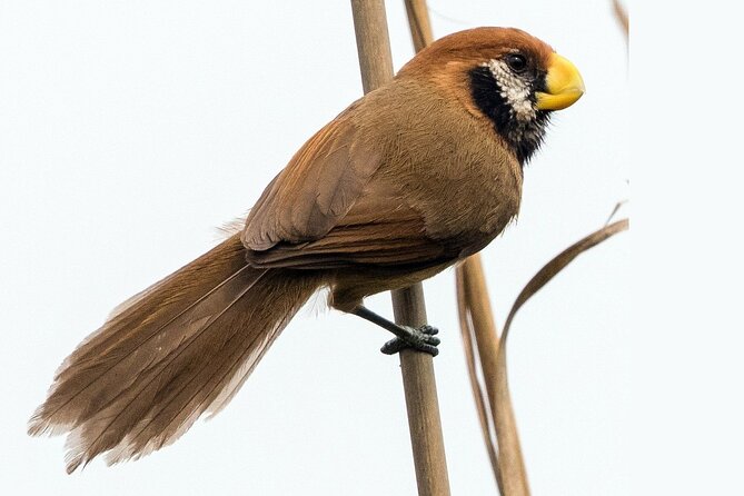 Birding Tour in Upper Assam and Eastern Arunachal Pradesh - Good To Know