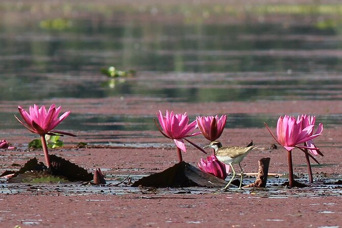 Birding Tour in Upper Assam and Eastern Arunachal Pradesh - Meeting and Pickup Information