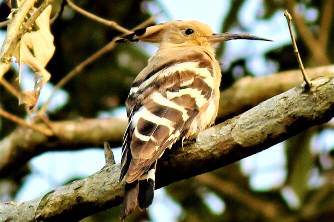 Birding Tour in Upper Assam and Eastern Arunachal Pradesh - Directions and Itinerary