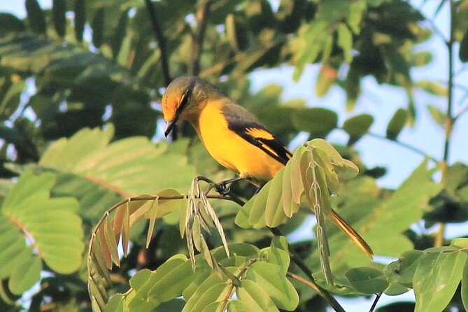 Birding Tour in Upper Assam and Eastern Arunachal Pradesh - The Sum Up