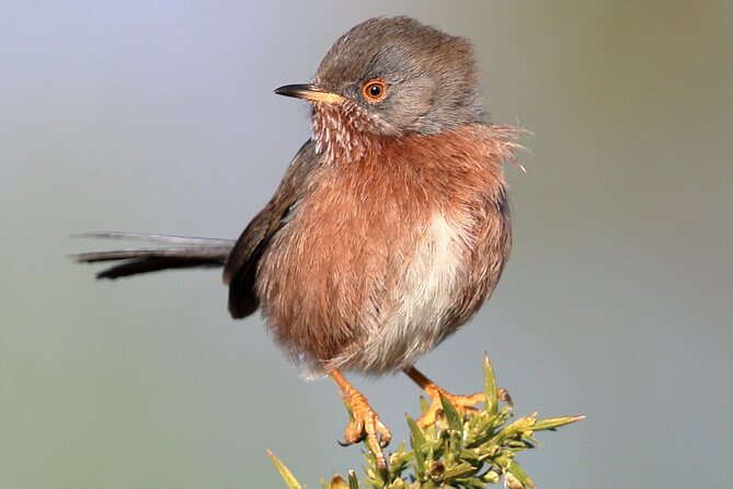 Birds and Wildlife of Thursley Heath - Thursley Nature Reserve: A Haven for Wildlife