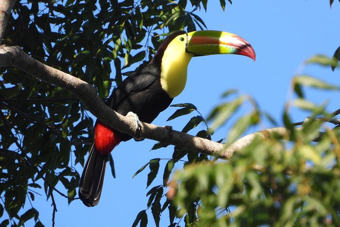 Birds of the Mayan World 1 - Birdwatching Hotspots in the Mayan World