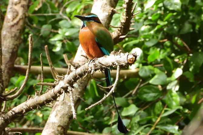 Birds of the Mayan World 1 - Migratory Birds: A Seasonal Spectacle