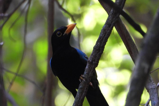 Birds of the Mayan World 1 - The Sum Up