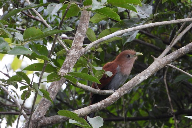Birds of the Mayan World 2 / Route of the Cenotes - Mayan World Bird Species