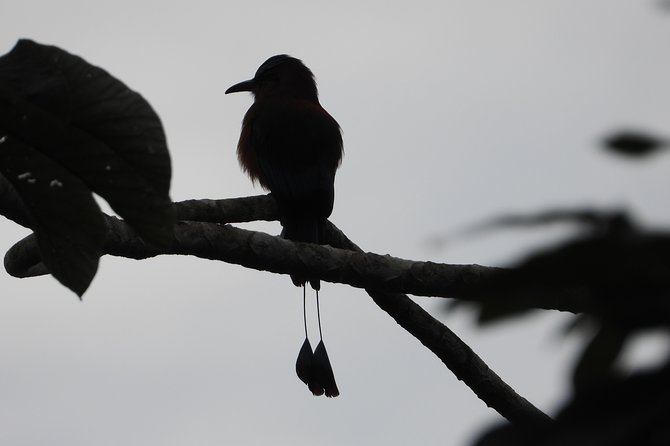 Birds of the Mayan World 2 / Route of the Cenotes - Best Time to Visit for Bird Watching