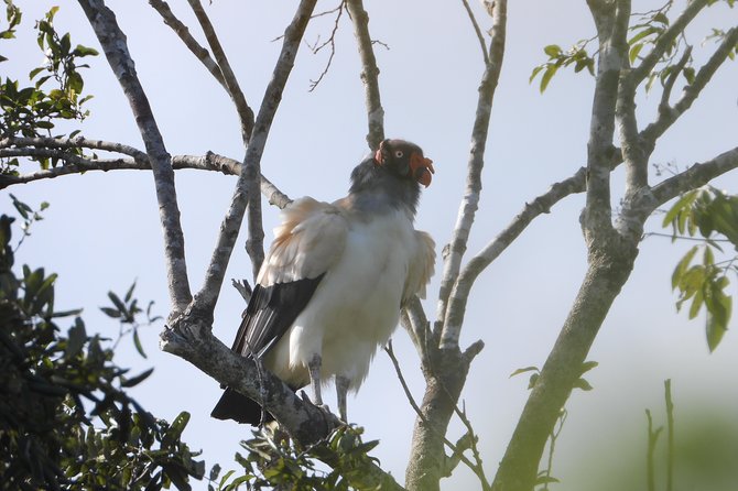 Birds of the Mayan World 2 / Route of the Cenotes - Tips for Bird Photography in the Mayan World