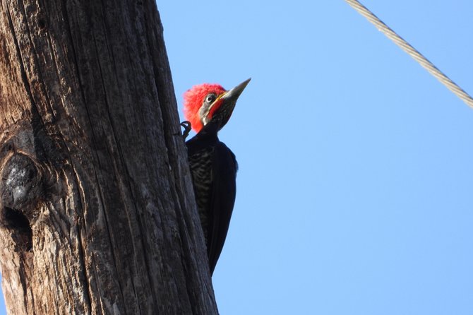 Birds of the Mayan World 2 / Route of the Cenotes - Conservation Efforts for Mayan Bird Species