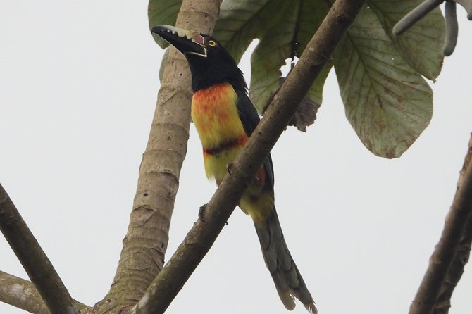 Birds of the Mayan World 2 / Route of the Cenotes - Common Questions