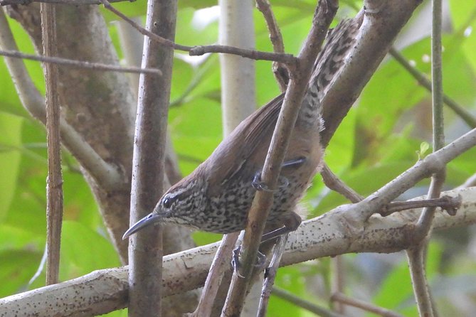 Birds of the Mayan World 3 - Avian Diversity in the Mayan World