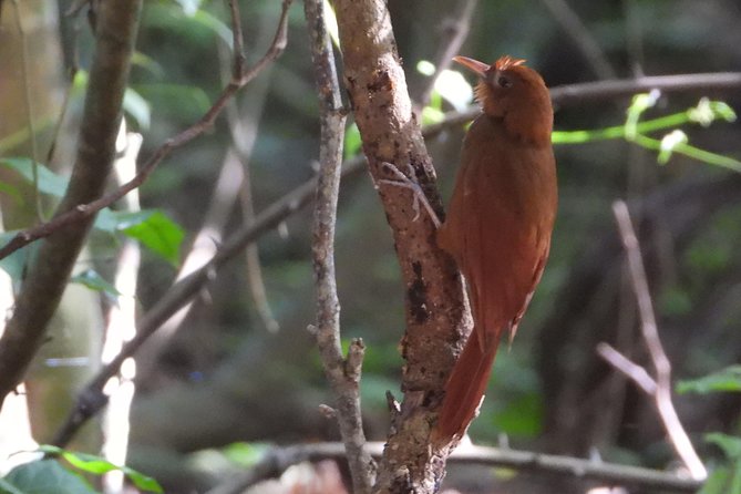 Birds of the Mayan World 3 - Rare Bird Species in the Mayan Jungle