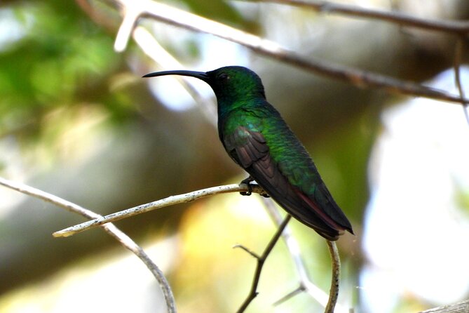 Birds of the Mayan World 3 - Common Questions