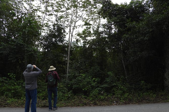 Birds of the Mayan World 3 - The Sum Up