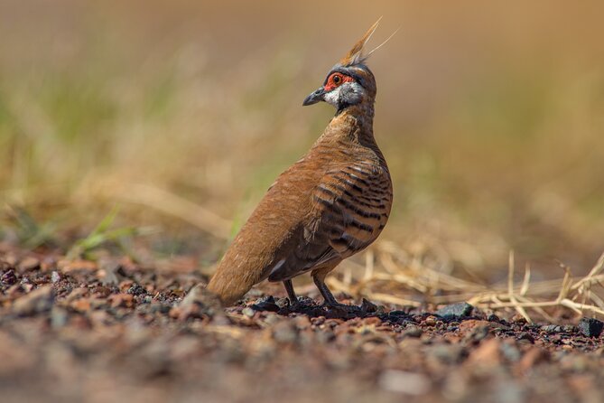 Birds of the Pilbara: Guided Birdwatching Walk, Roebourne  - Karratha - Overview and Experience